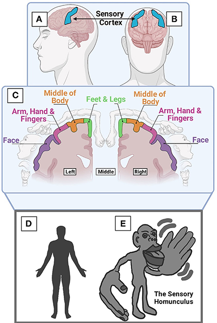 图1 - (A)大脑侧面视图和(B)大脑正面视图，显示感觉皮层。