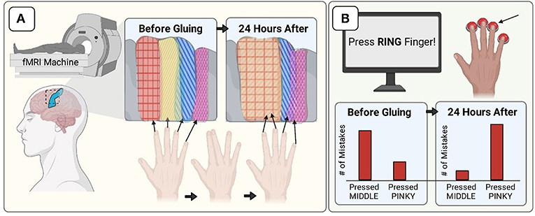 图3 -将手指粘在一起将大脑的手指区域“粘”在一起。