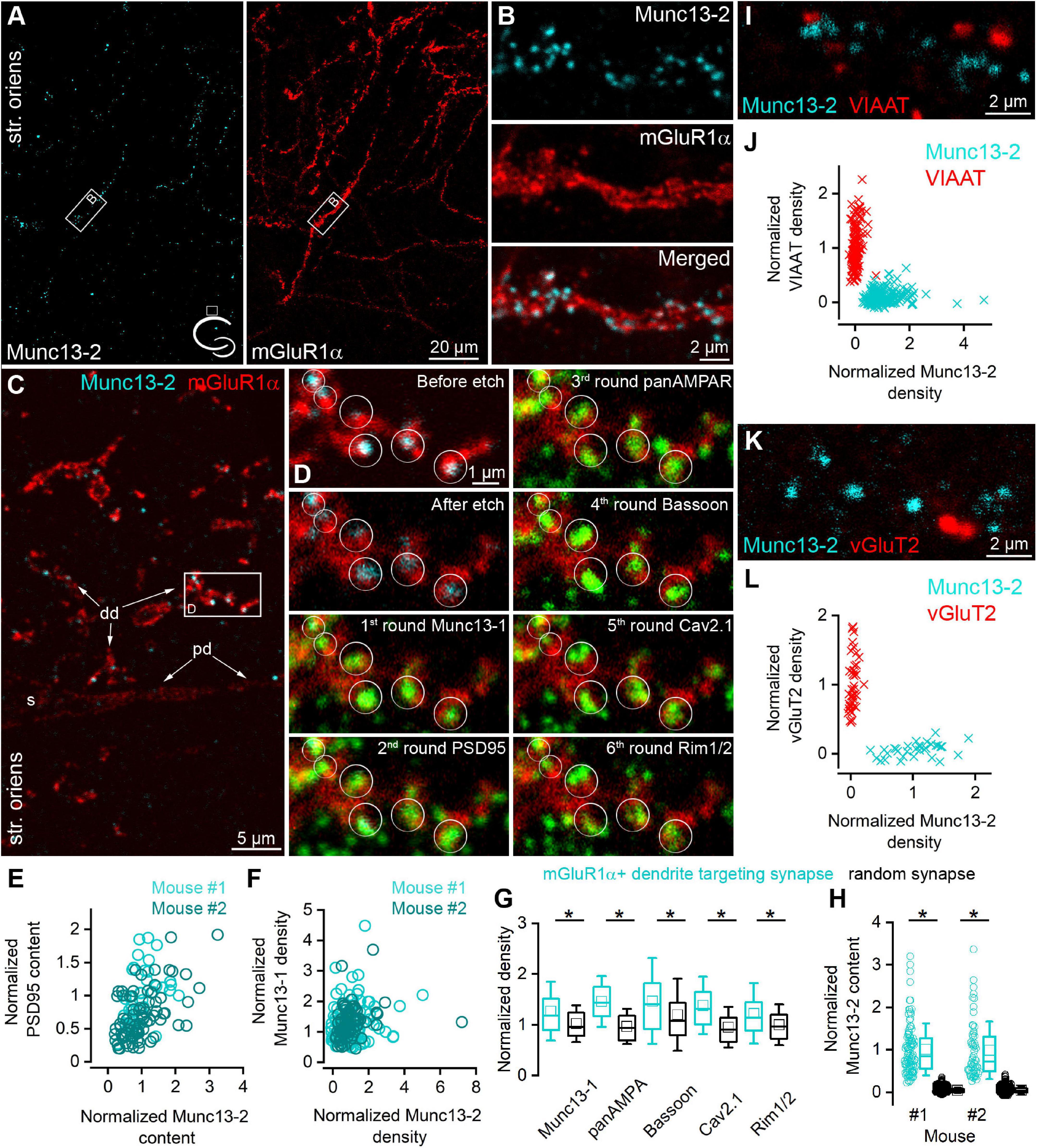 Frontiers | Selective Enrichment of Munc13-2 in Presynaptic Active 