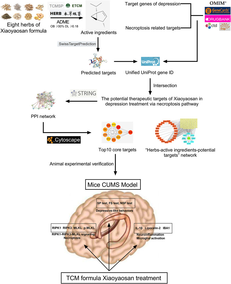 Frontiers | Antidepressant Mechanism of Traditional Chinese 