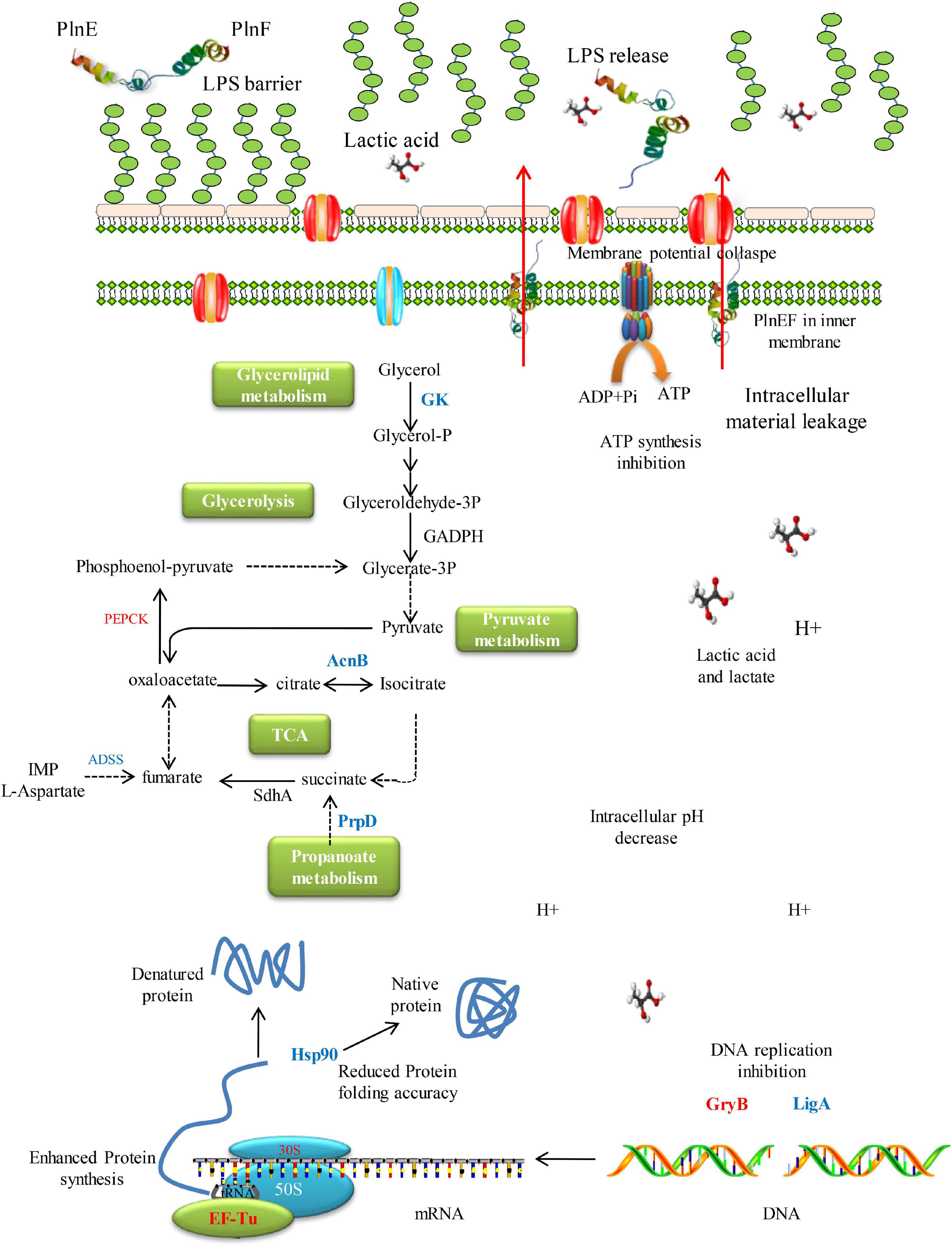 Frontiers | Synergistic Inhibition of Plantaricin E/F and Lactic Acid ...