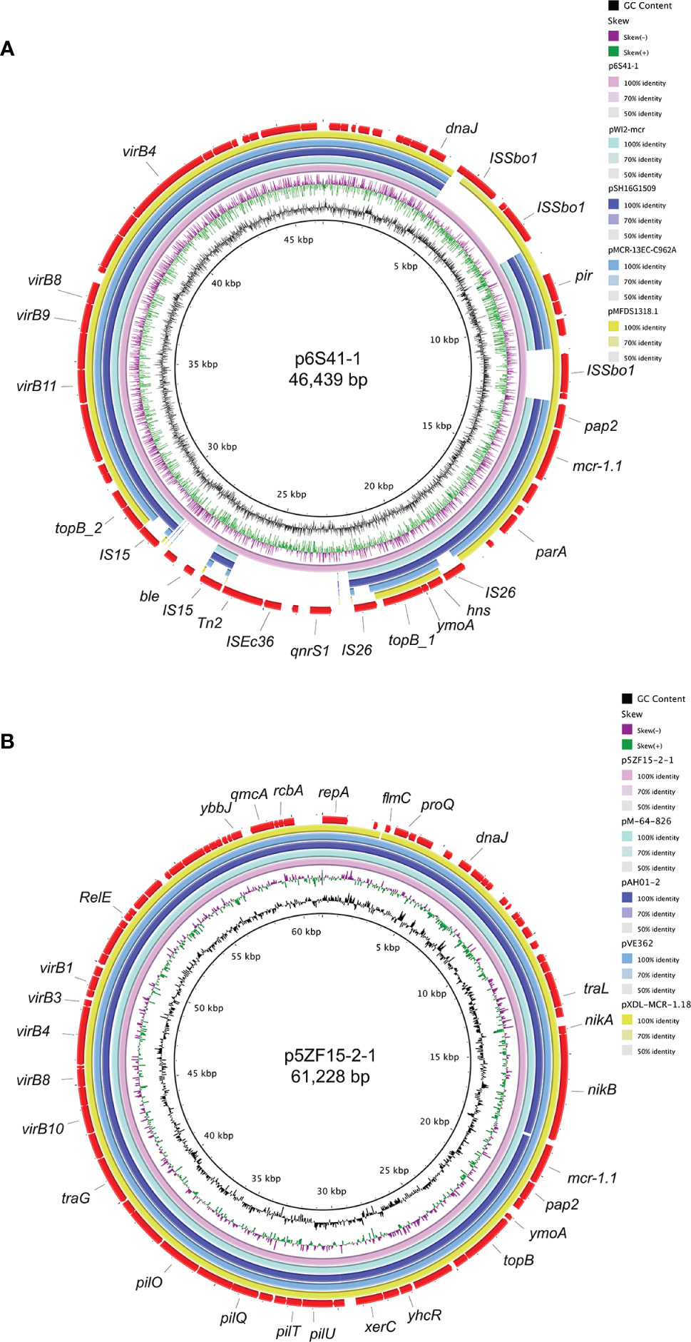 Frontiers  Genomic Characterization of mcr-1.1-Producing Escherichia coli  Recovered From Human Infections in São Paulo, Brazil