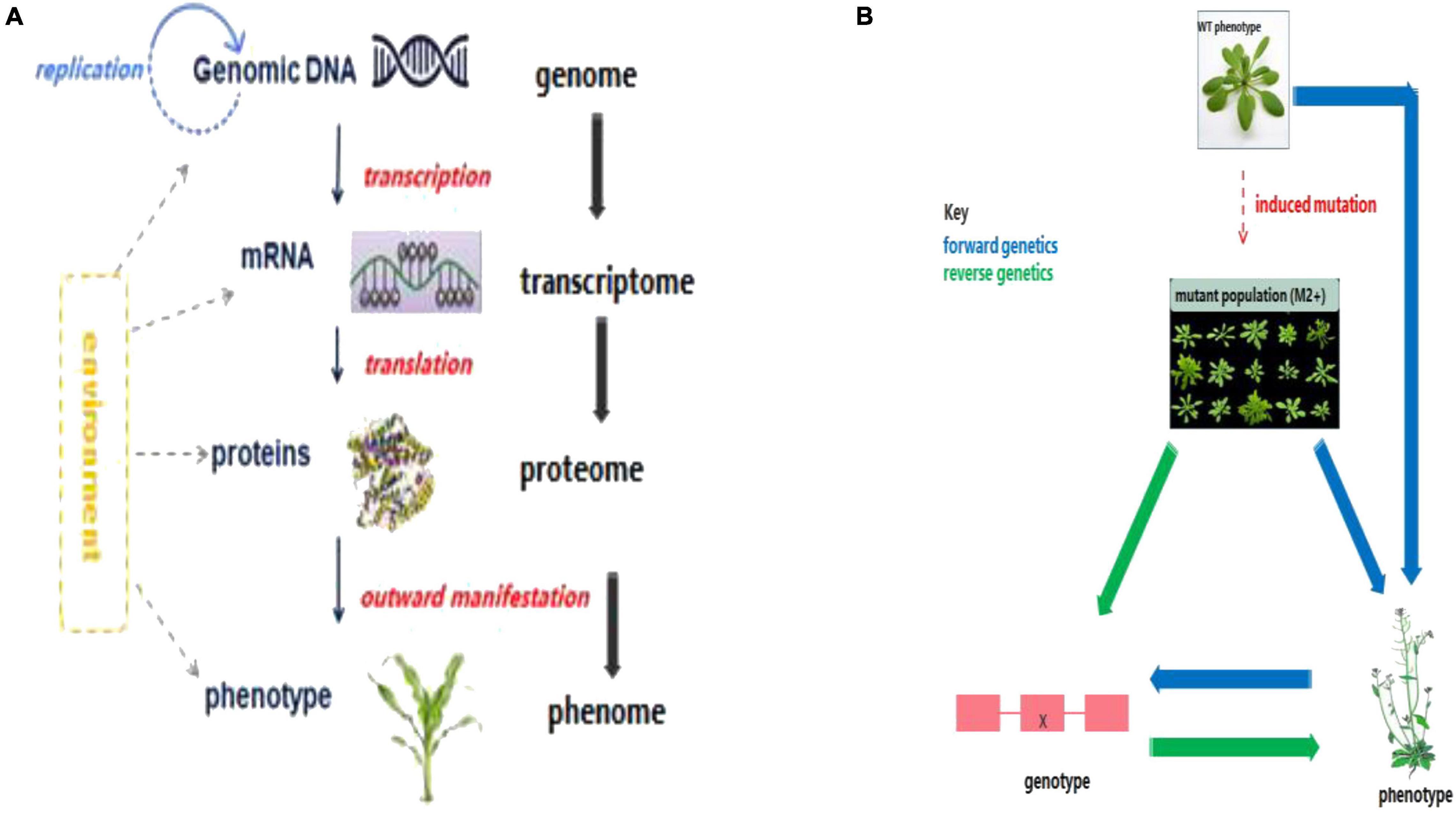 Frontiers  Omics-Facilitated Crop Improvement for Climate Resilience and  Superior Nutritive Value