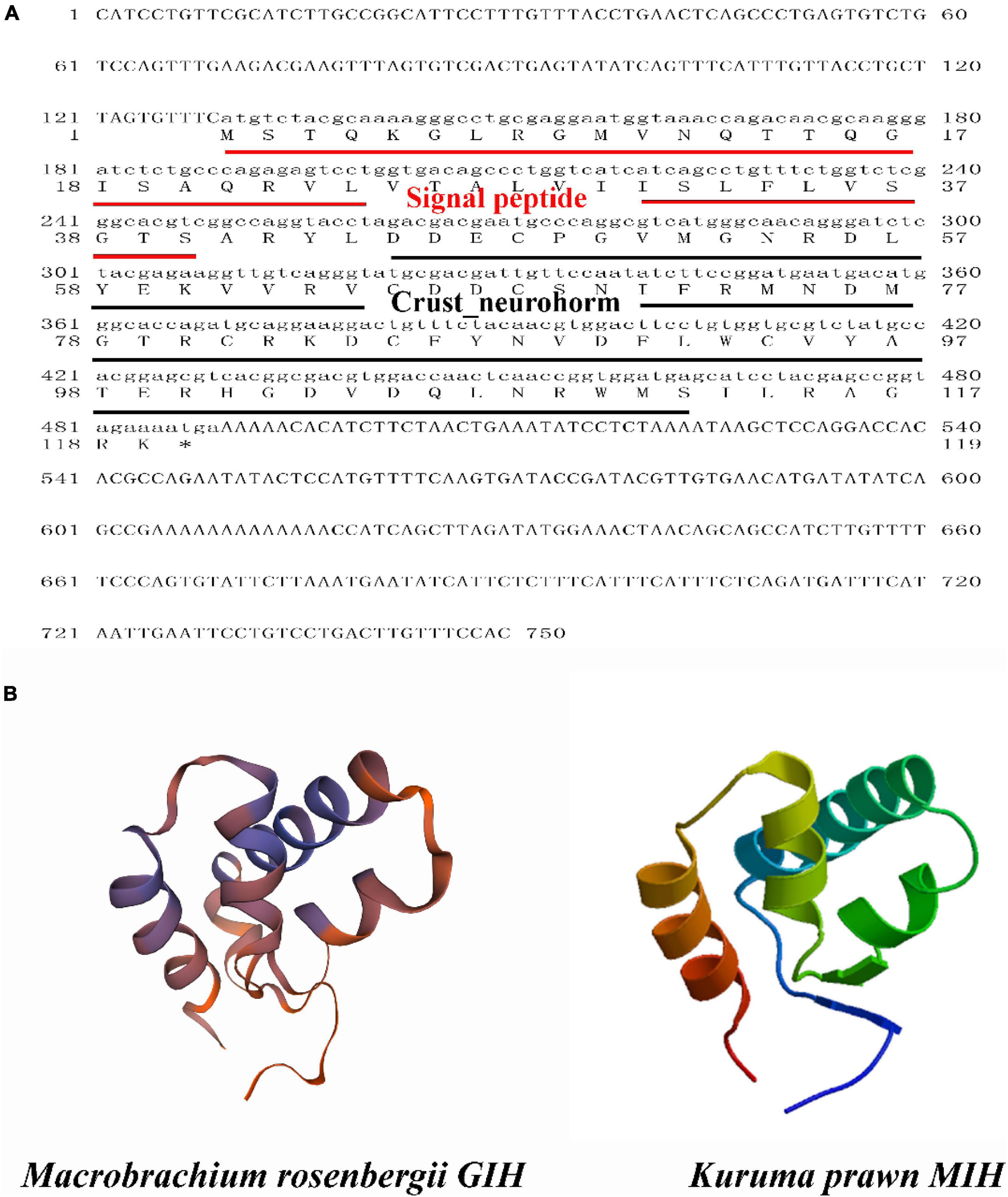 Frontiers | The Regulatory Relationships Between the Gonad