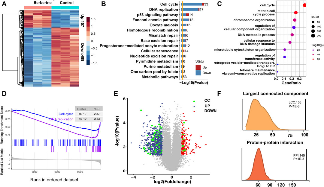 Frontiers | Berberine Inhibits FOXM1 Dependent Transcriptional 