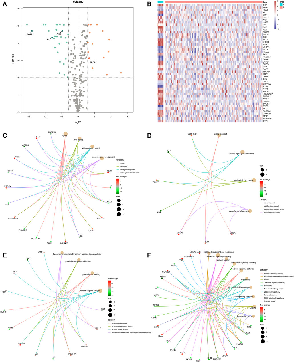 Frontiers | Development Of An Aging-Related Gene Signature For ...