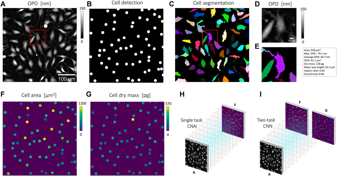 U-Net: deep learning for cell counting, detection, and morphometry