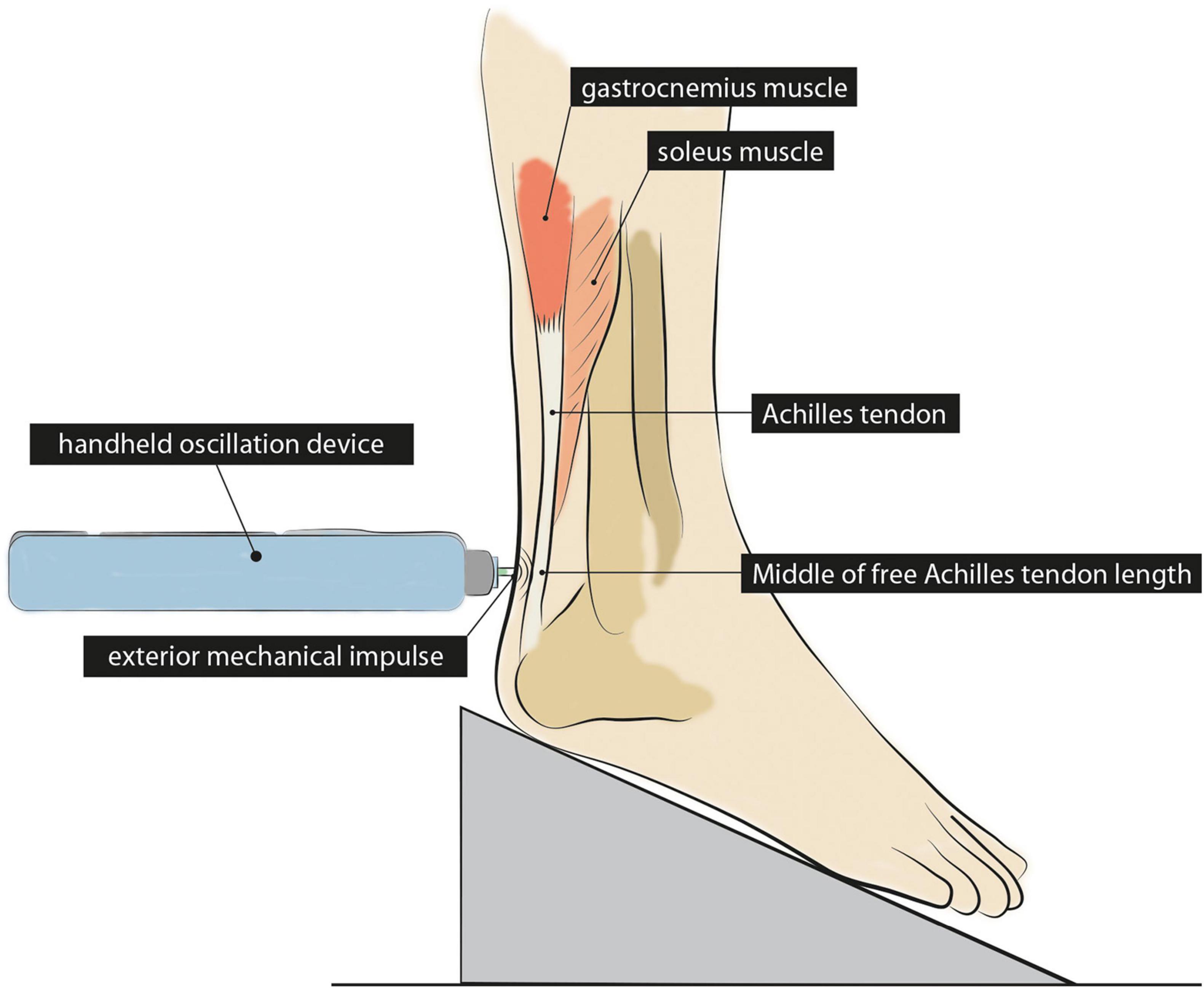 Anatomy and Physiology of the Ankle for Sports Medicine