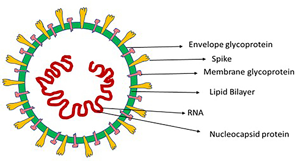 pneumonia virus structure