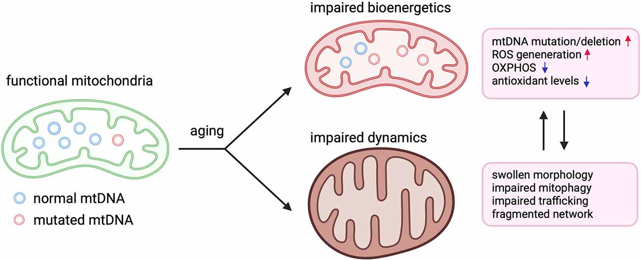 Frontiers  Alcohol-Induced Neuroinflammatory Response and Mitochondrial  Dysfunction on Aging and Alzheimer's Disease