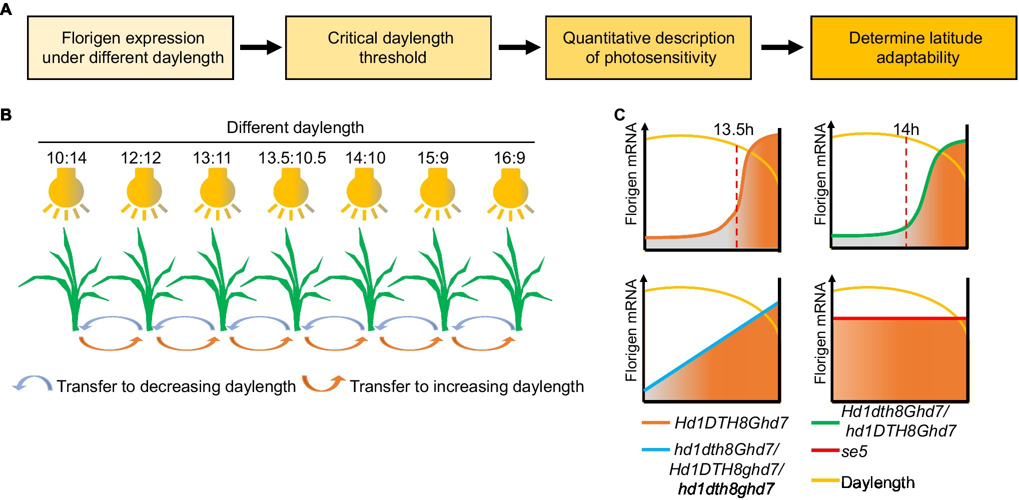 Frontiers | A Daylength Recognition Model of Photoperiodic Flowering