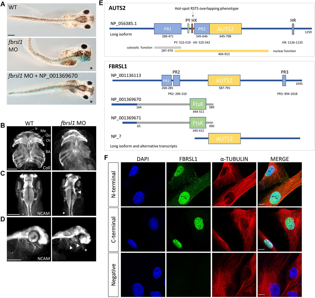 NRF1 Association with AUTS2-Polycomb Mediates Specific Gene Activation in  the Brain