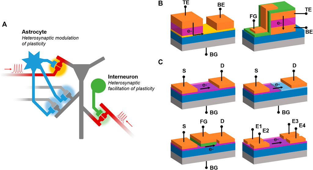 Graphene Dynamic Synapse with Modulatable Plasticity