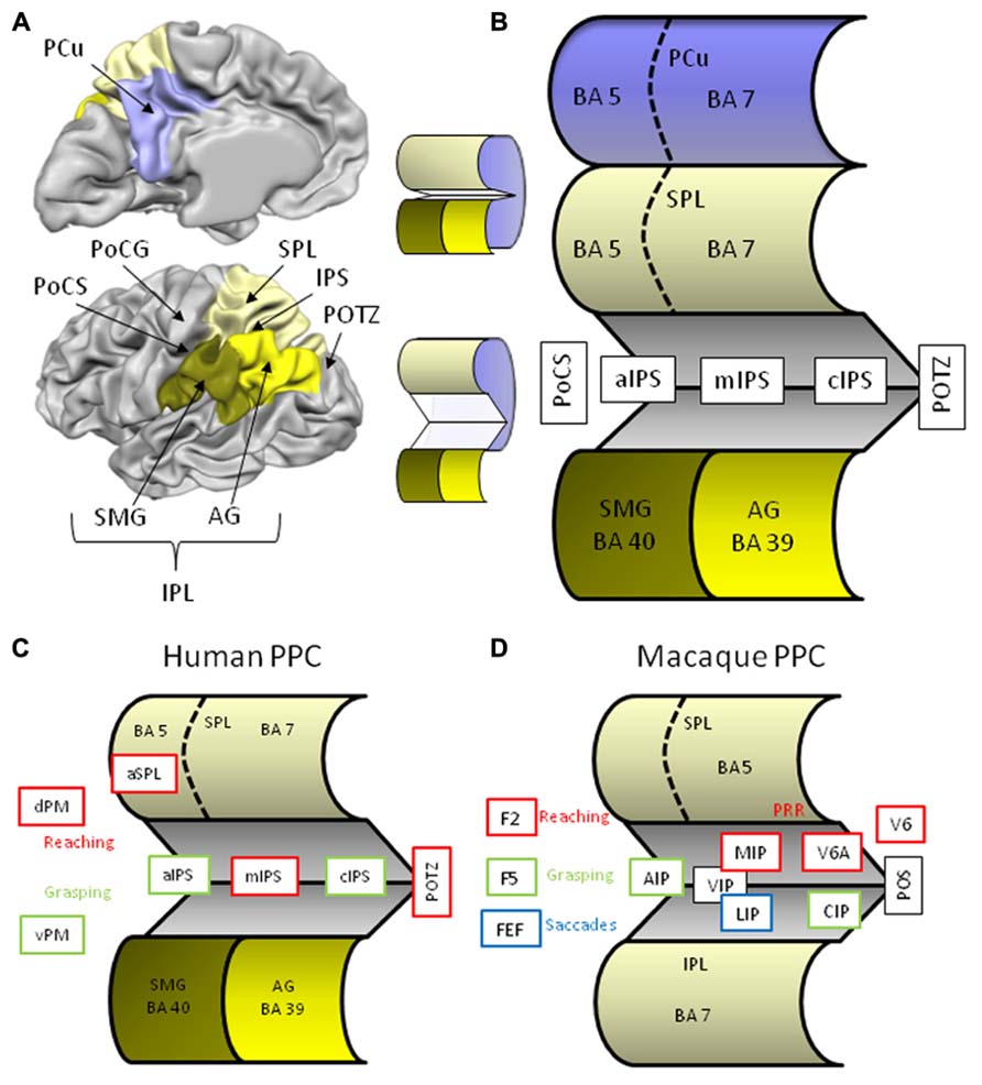 Frontiers | Contribution of the posterior parietal cortex in reaching