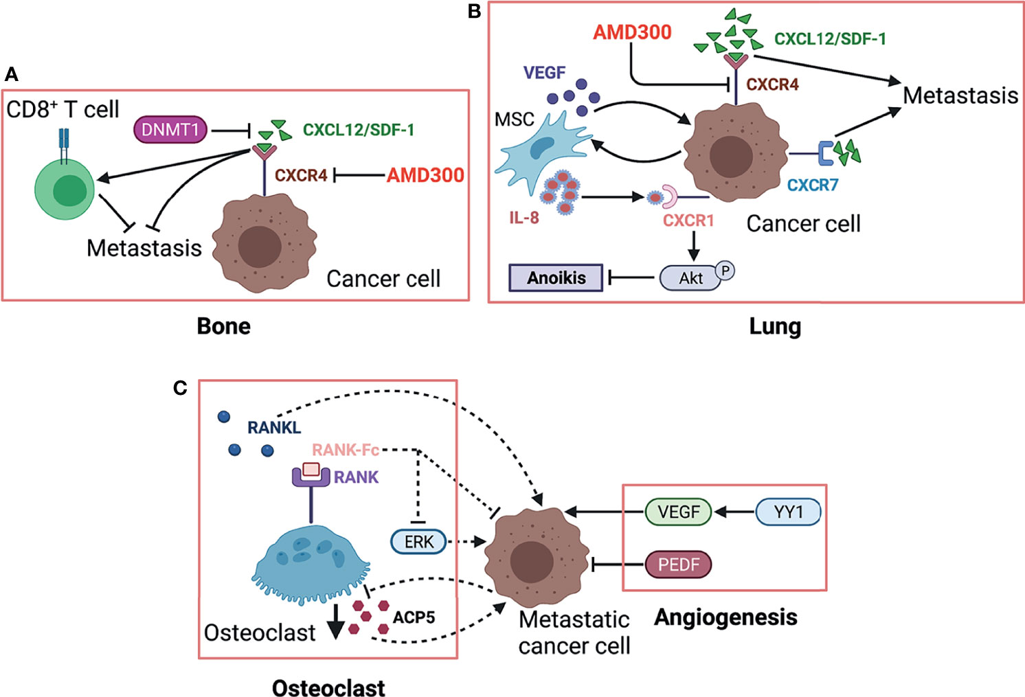 Frontiers | Osteosarcoma and Metastasis