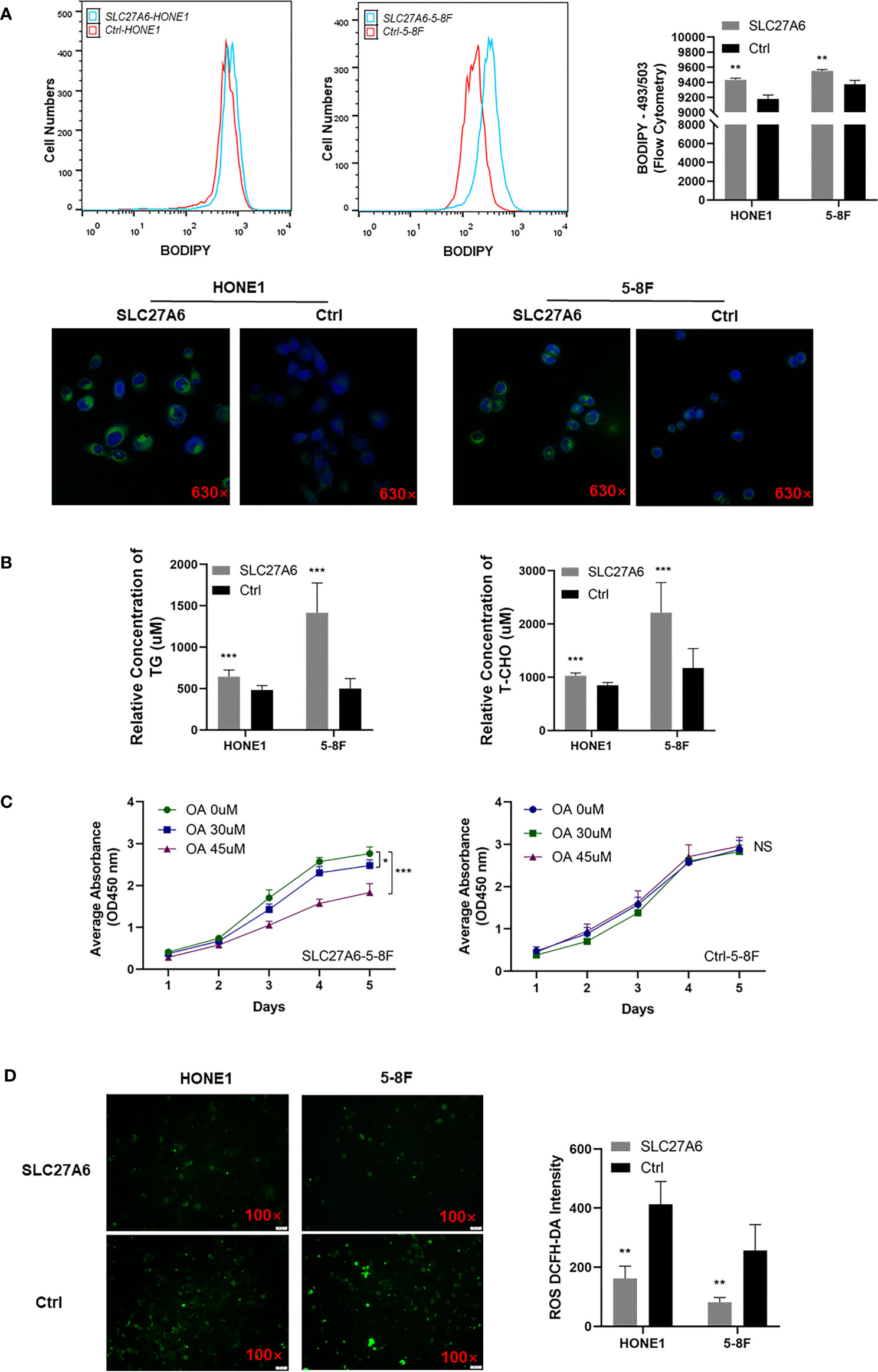 Frontiers | Downregulation of SLC27A6 by DNA Hypermethylation 