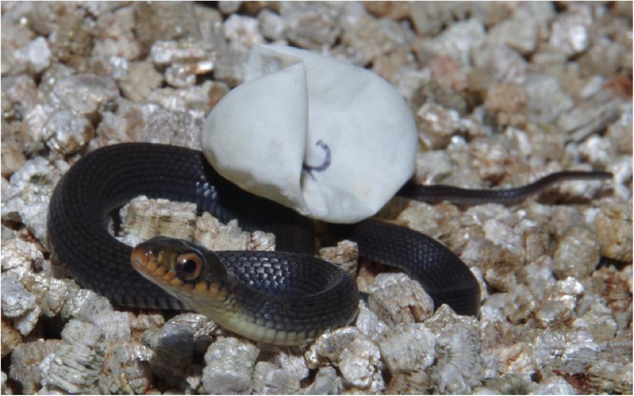 Snake catcher frees keelback snake - Good Morning America