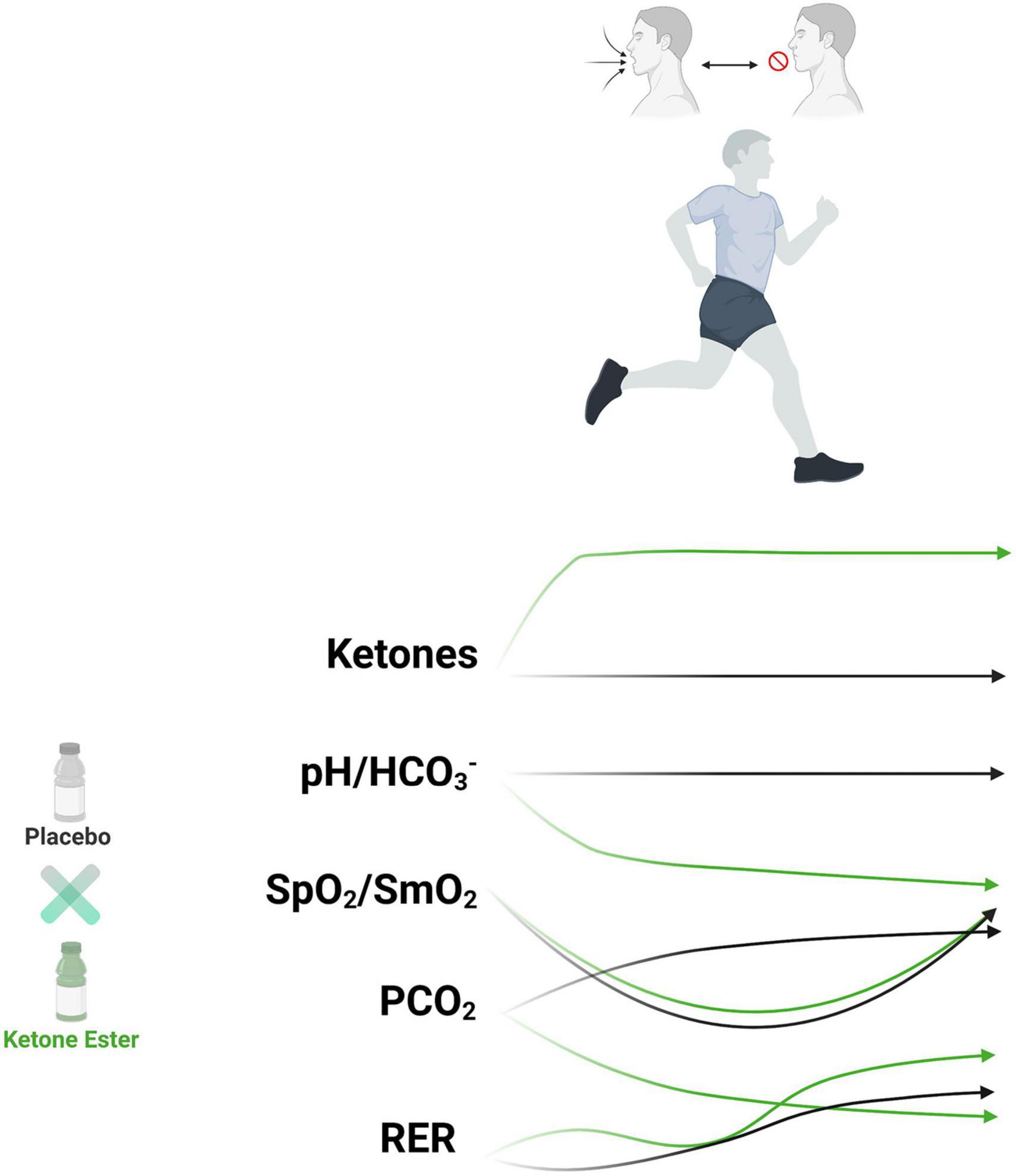 Frontiers Ketone Bodies Impact On Hypoxic CO2 Retention Protocol 