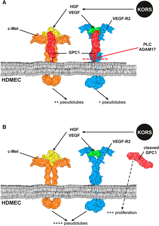 Frontiers | The Glypican-1/HGF/C-Met and Glypican-1/VEGF/VEGFR2 Ternary  Complexes Regulate Hair Follicle Angiogenesis