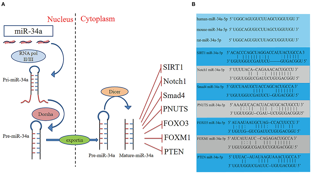 PDF) MicroRNA 34a Inhibits Beige and Brown Fat Formation in