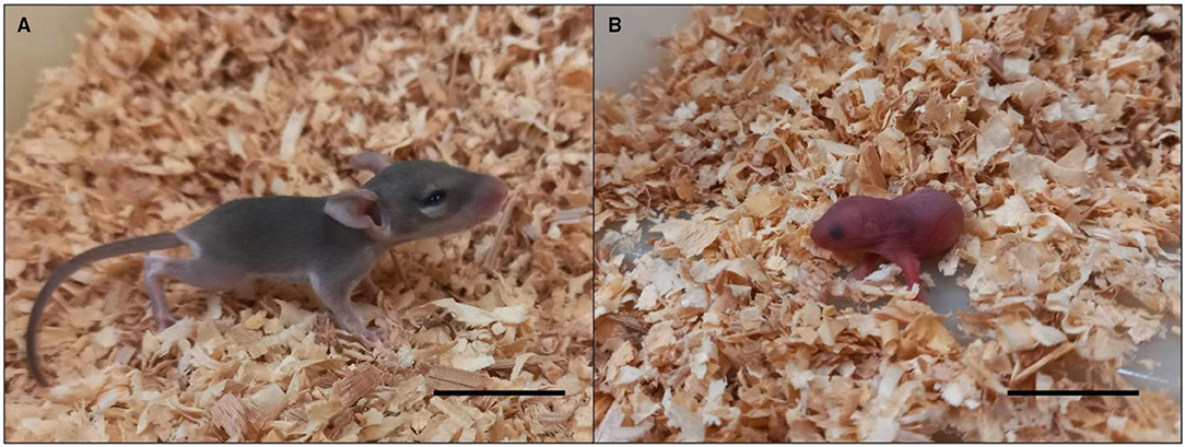 Rodent (Mouse Rat) Colony Management: Principal investigator, Lab