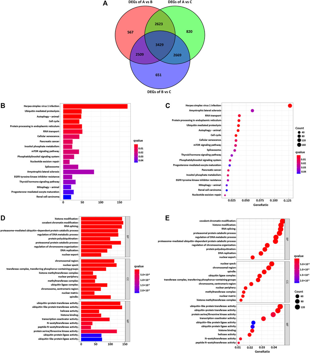 Frontiers | Analysis Of M6A Methylation Modification Patterns And Tumor ...