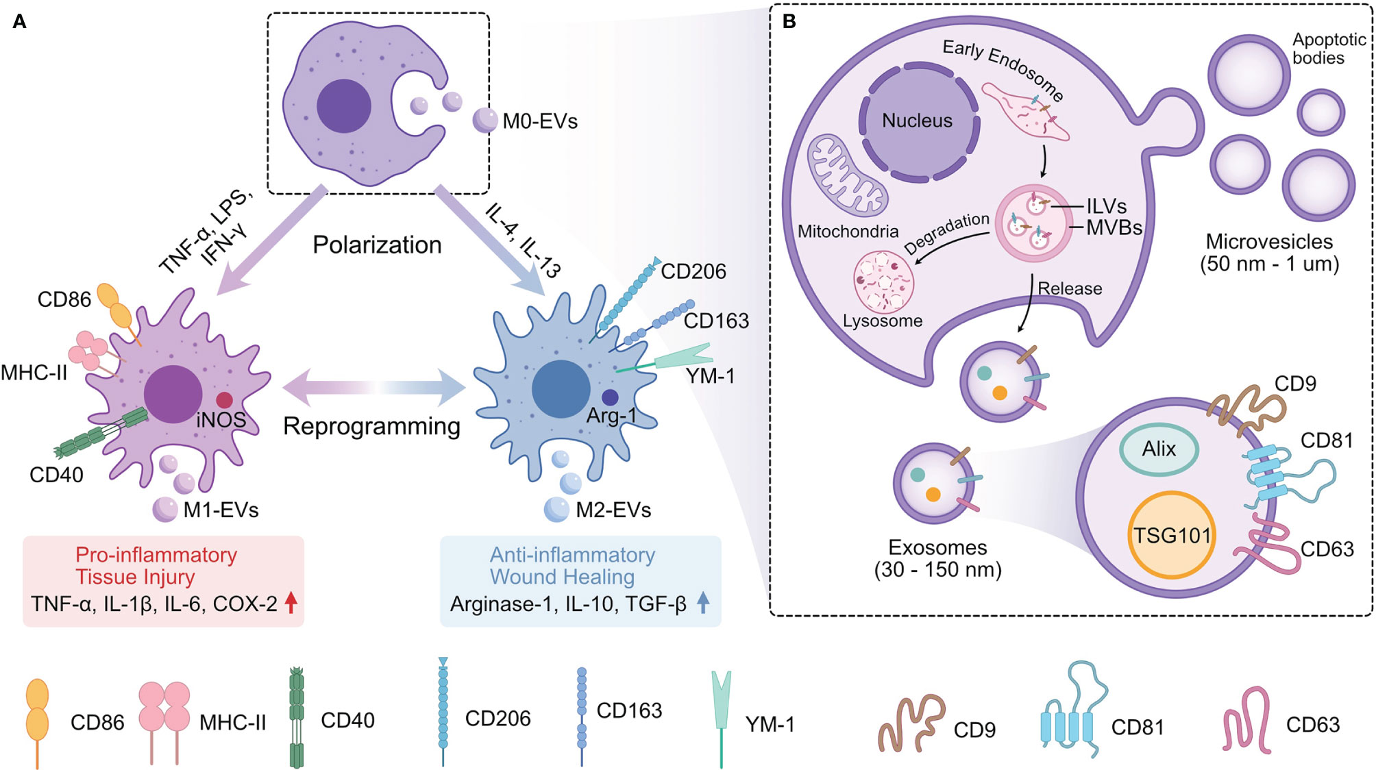 Frontiers | the immuno-modulation effect of macrophage-derived