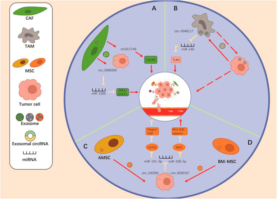 Frontiers | Exosomal circRNAs: Emerging Players in Tumor Metastasis