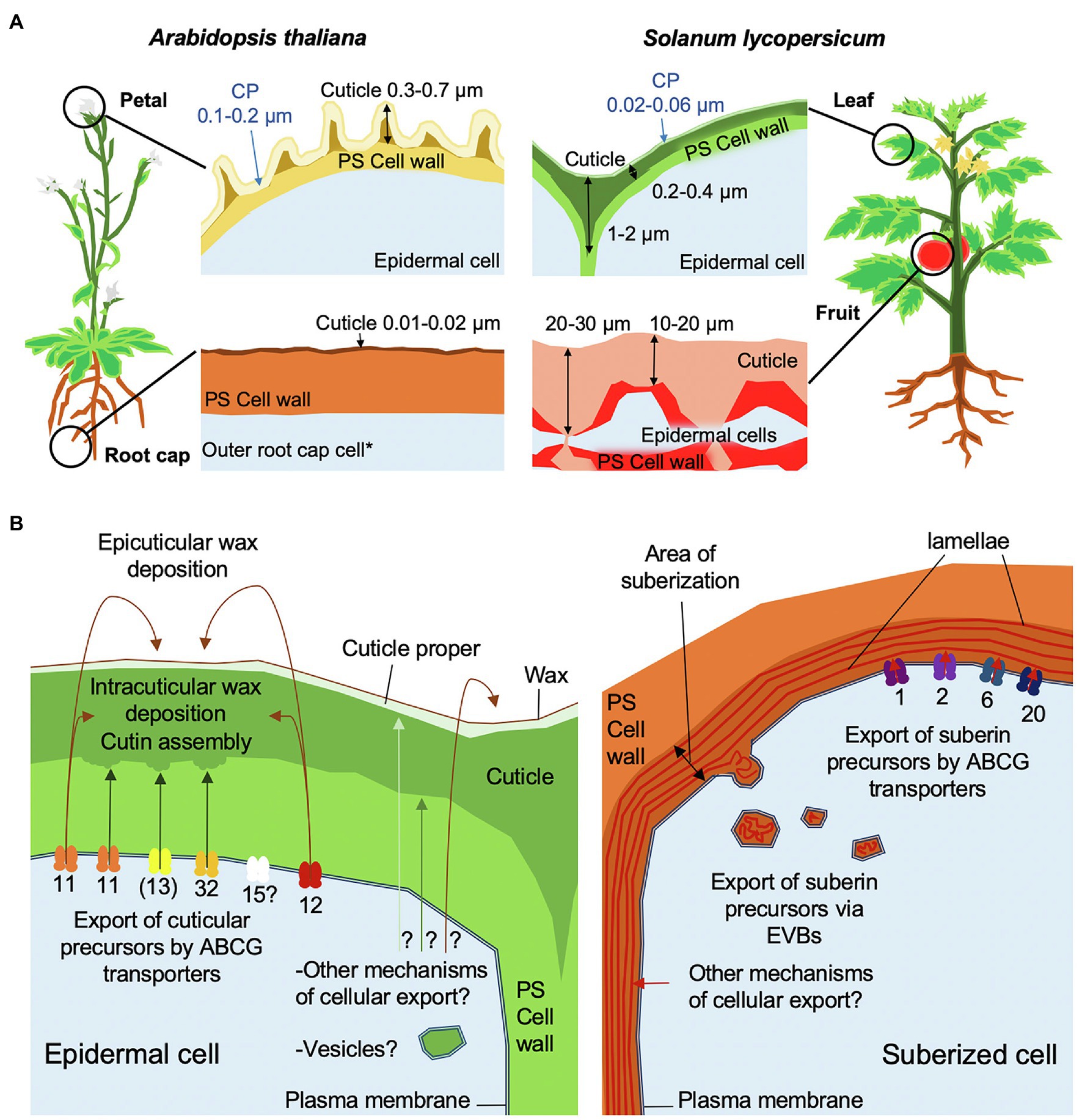 Frontiers Trafficking Processes And Secretion Pathways Underlying The 