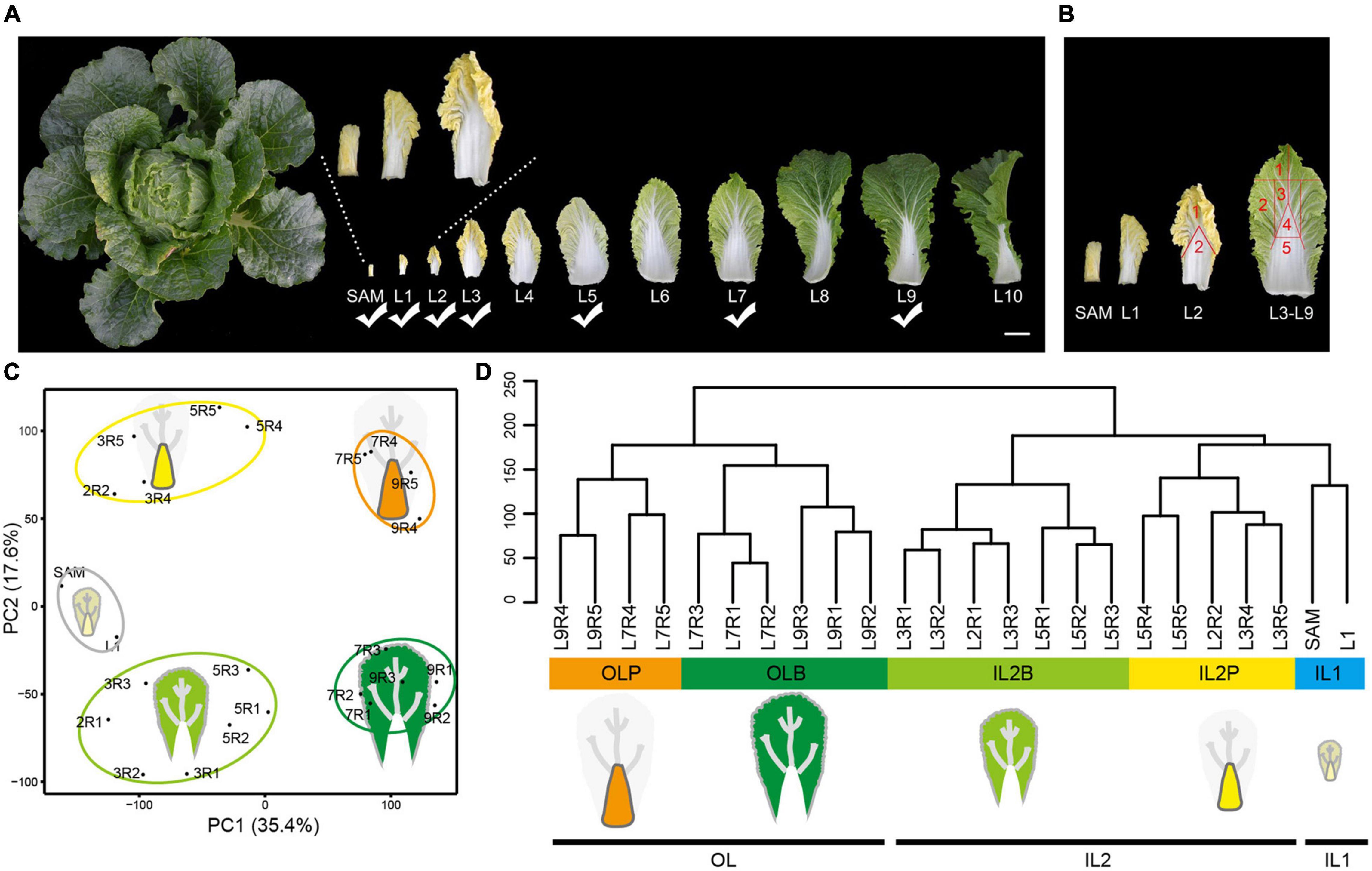 Genome-wide transcriptome analysis reveals molecular pathways involved in  leafy head formation of Chinese cabbage (Brassica rapa)