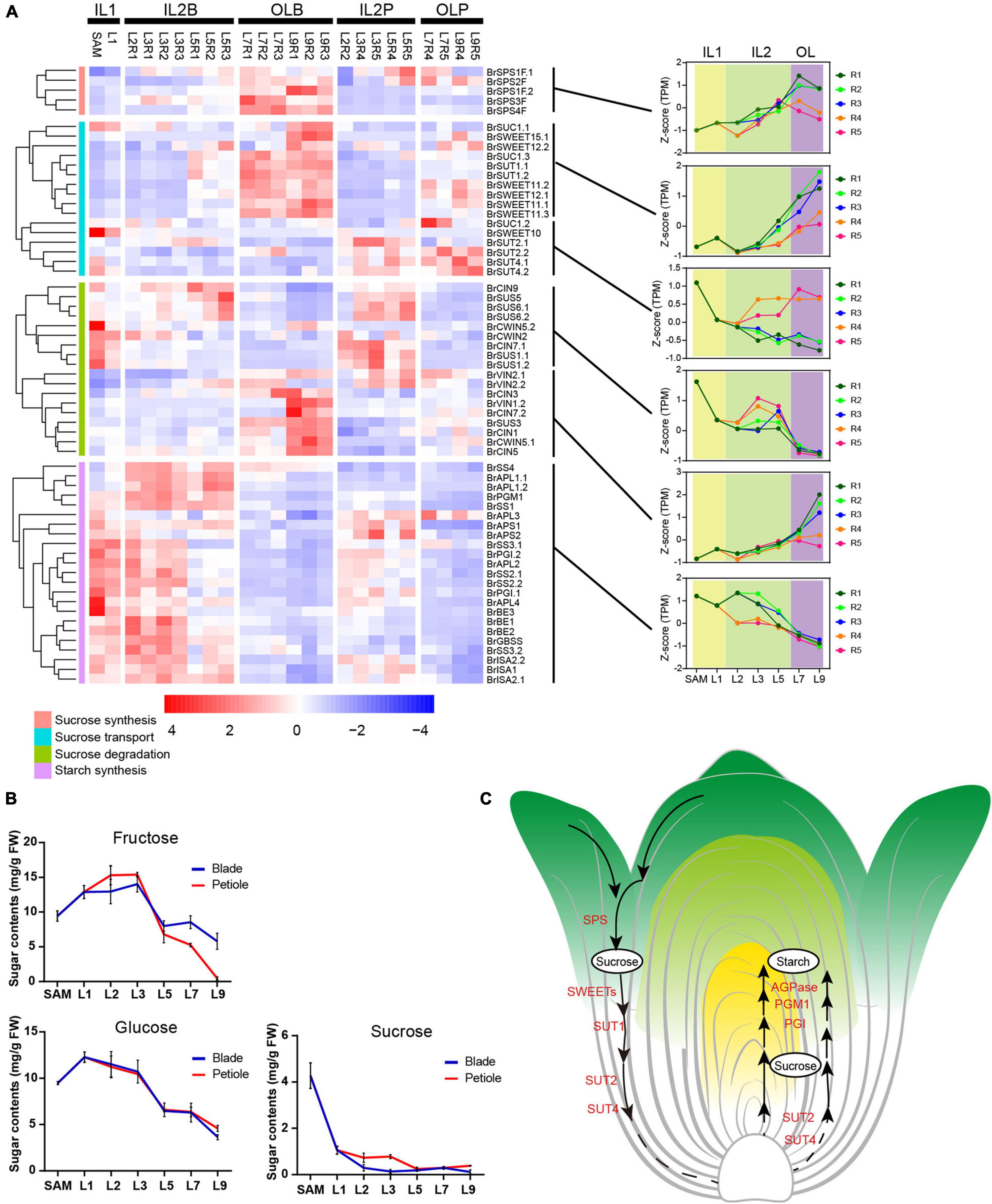 Genome-wide transcriptome analysis reveals molecular pathways involved in  leafy head formation of Chinese cabbage (Brassica rapa)