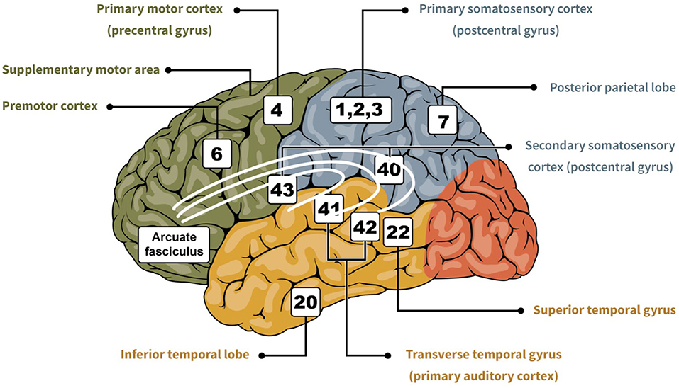 Shared and modality-specific brain regions that mediate auditory