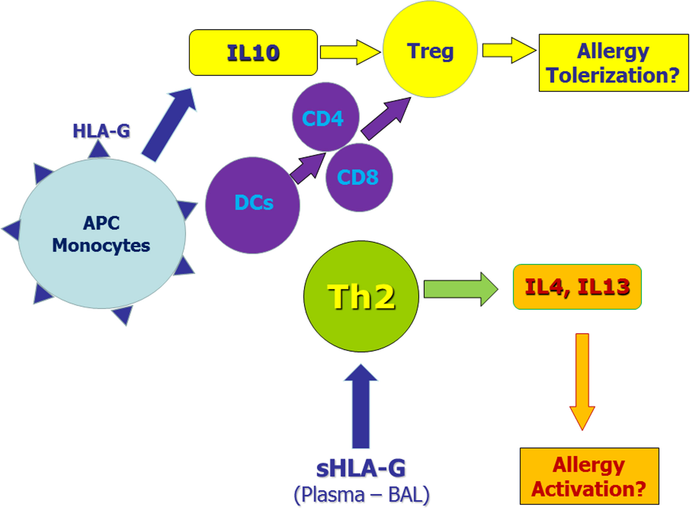 Frontiers HLAG in Allergy Does It Play an Immunoregulatory Role?