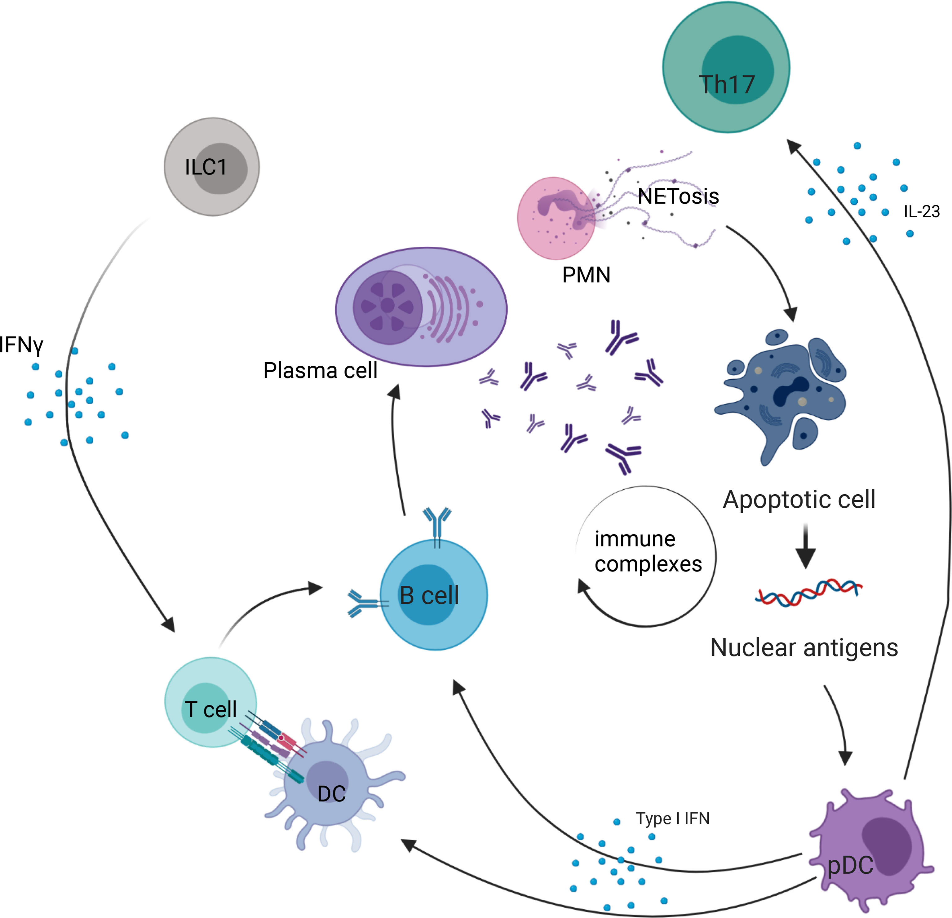 Frontiers | Innate Lymphoid Cells in Autoimmune Diseases