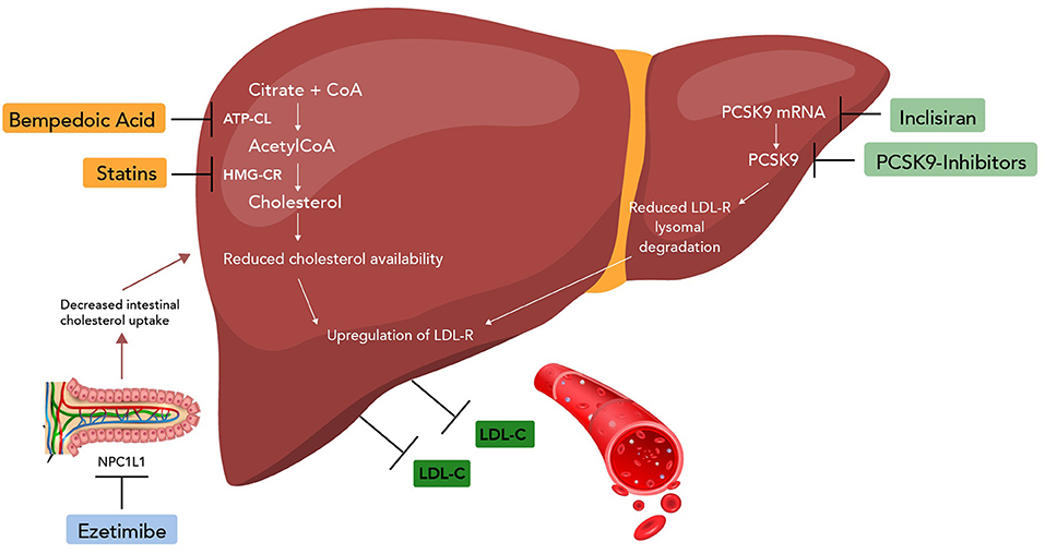 Frontiers Emerging Non statin Treatment Options For Lowering Low 