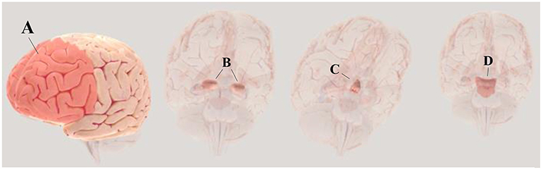 Figure 1 - (A) prefrontal cortex, is in the front end of A brain area, responsible for give meaning to the event.