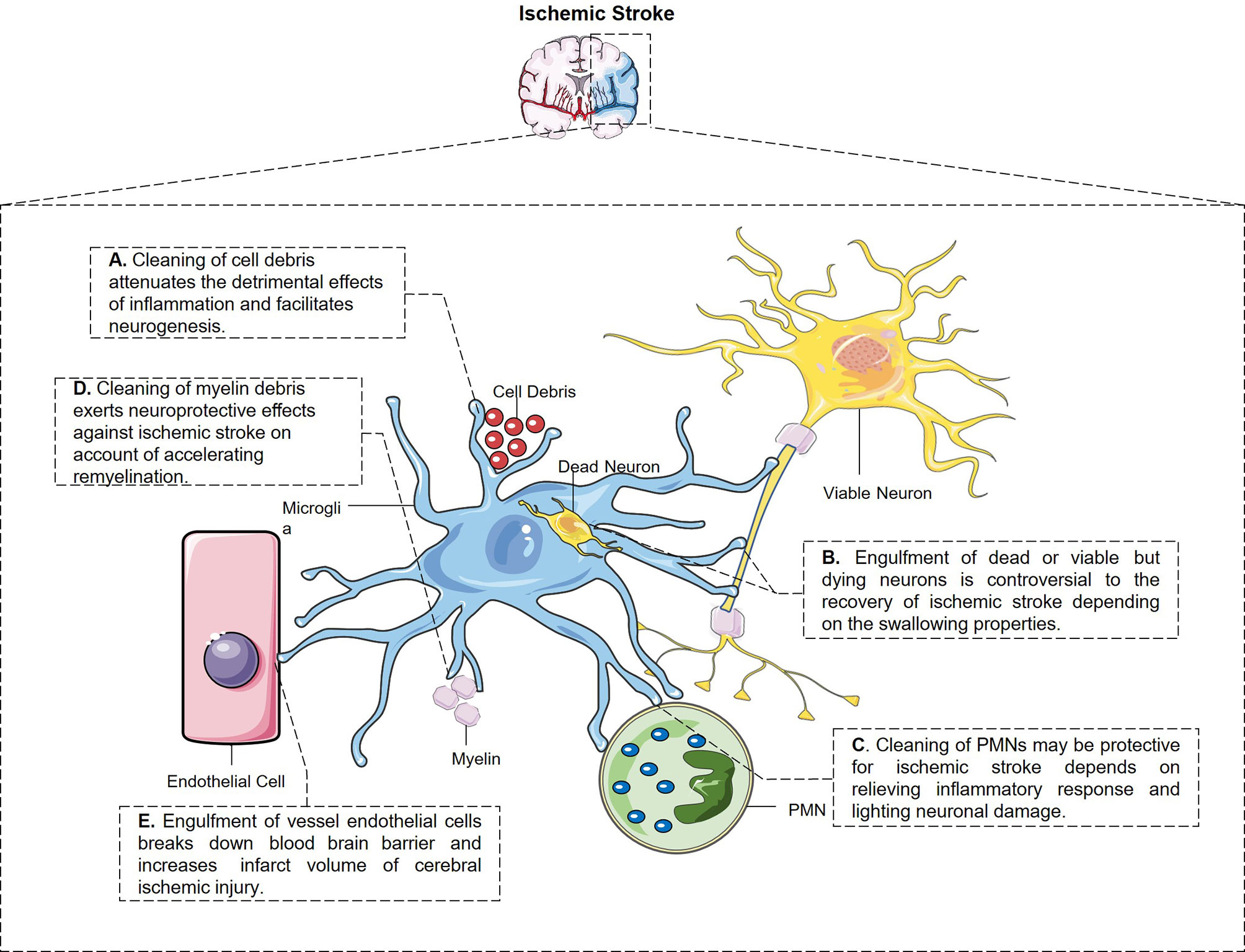 Frontiers | The Role of Microglial Phagocytosis in Ischemic Stroke