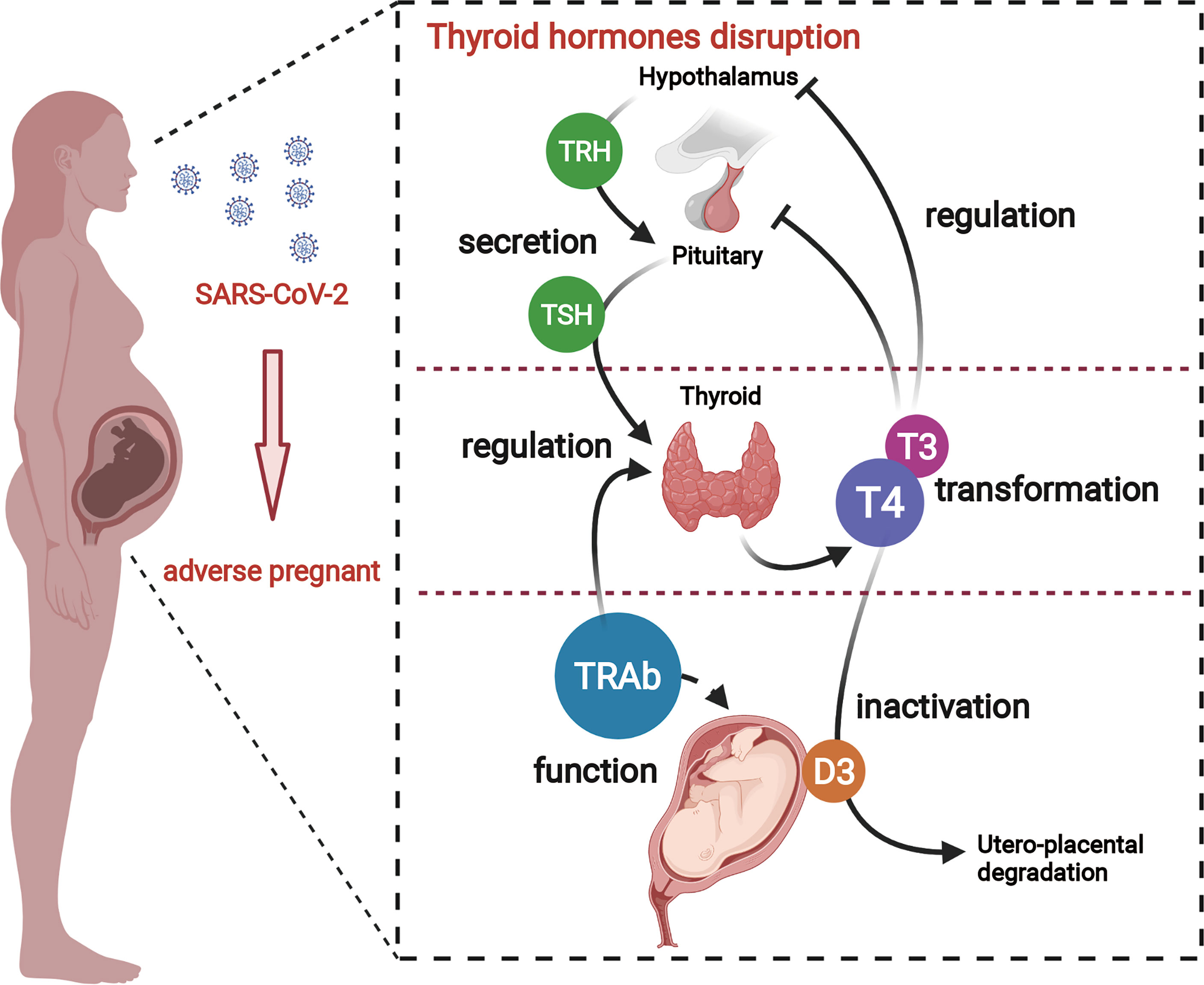 Frontiers Criminal Of Adverse Pregnant Outcomes A Perspective From 