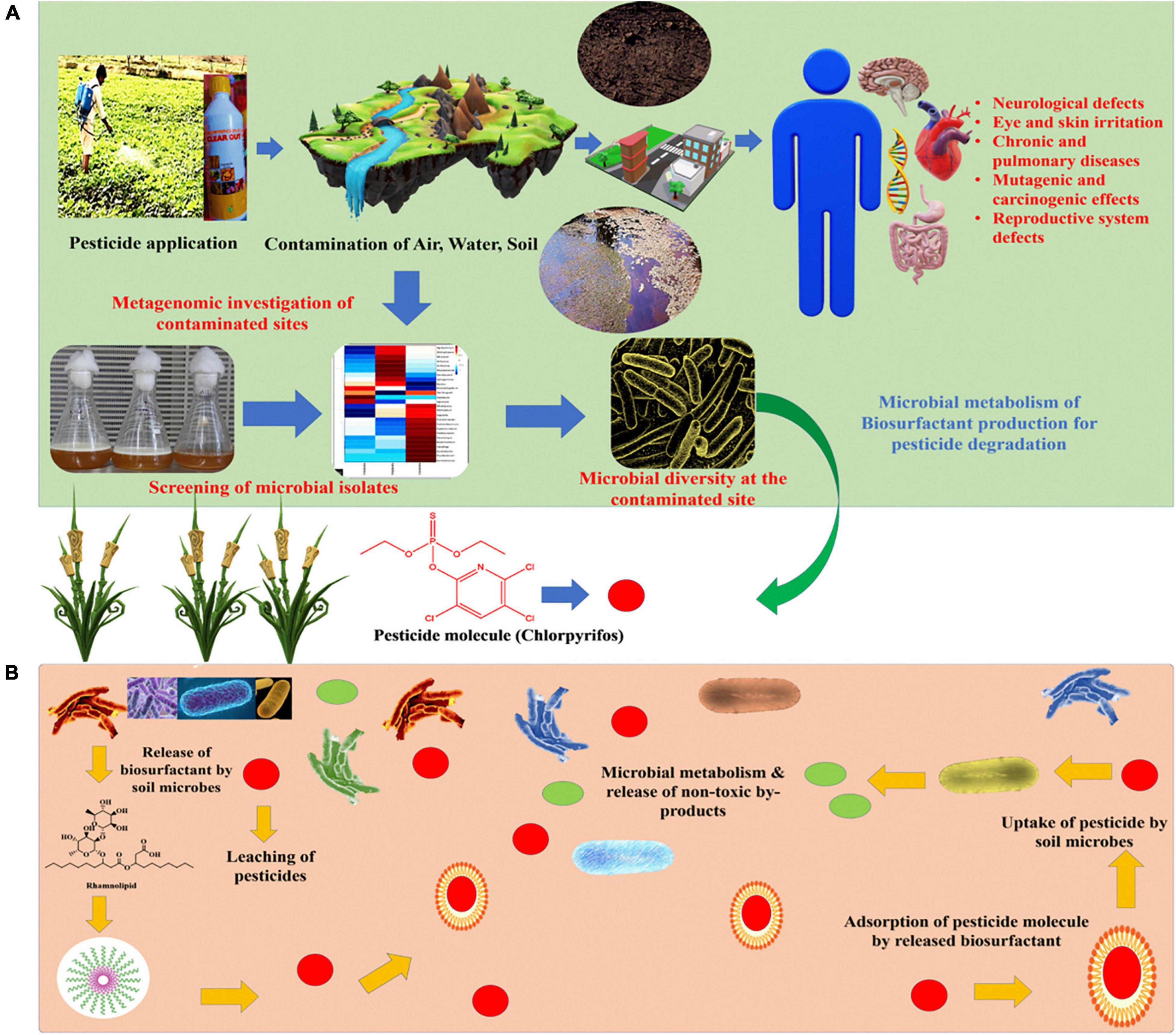 Frontiers  Tapping the Role of Microbial Biosurfactants in Pesticide  Remediation: An Eco-Friendly Approach for Environmental Sustainability