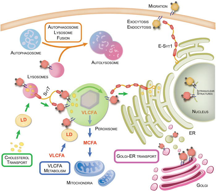 PI(4,5)P2 and Cholesterol: Synthesis, Regulation, and Functions