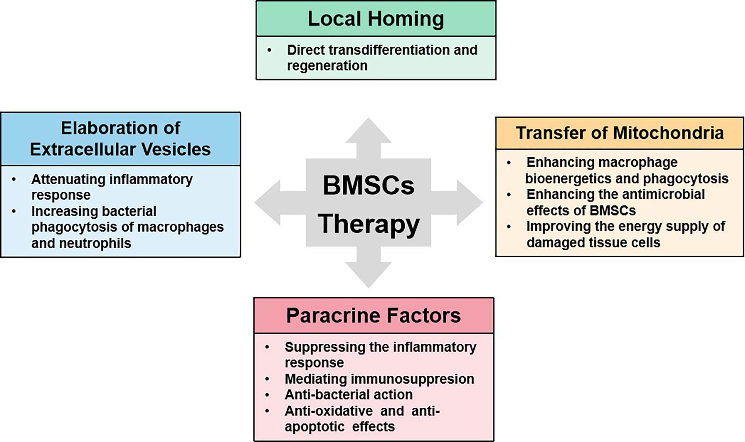 Frontiers | Effect of Bone Marrow Mesenchymal Stromal Cell 