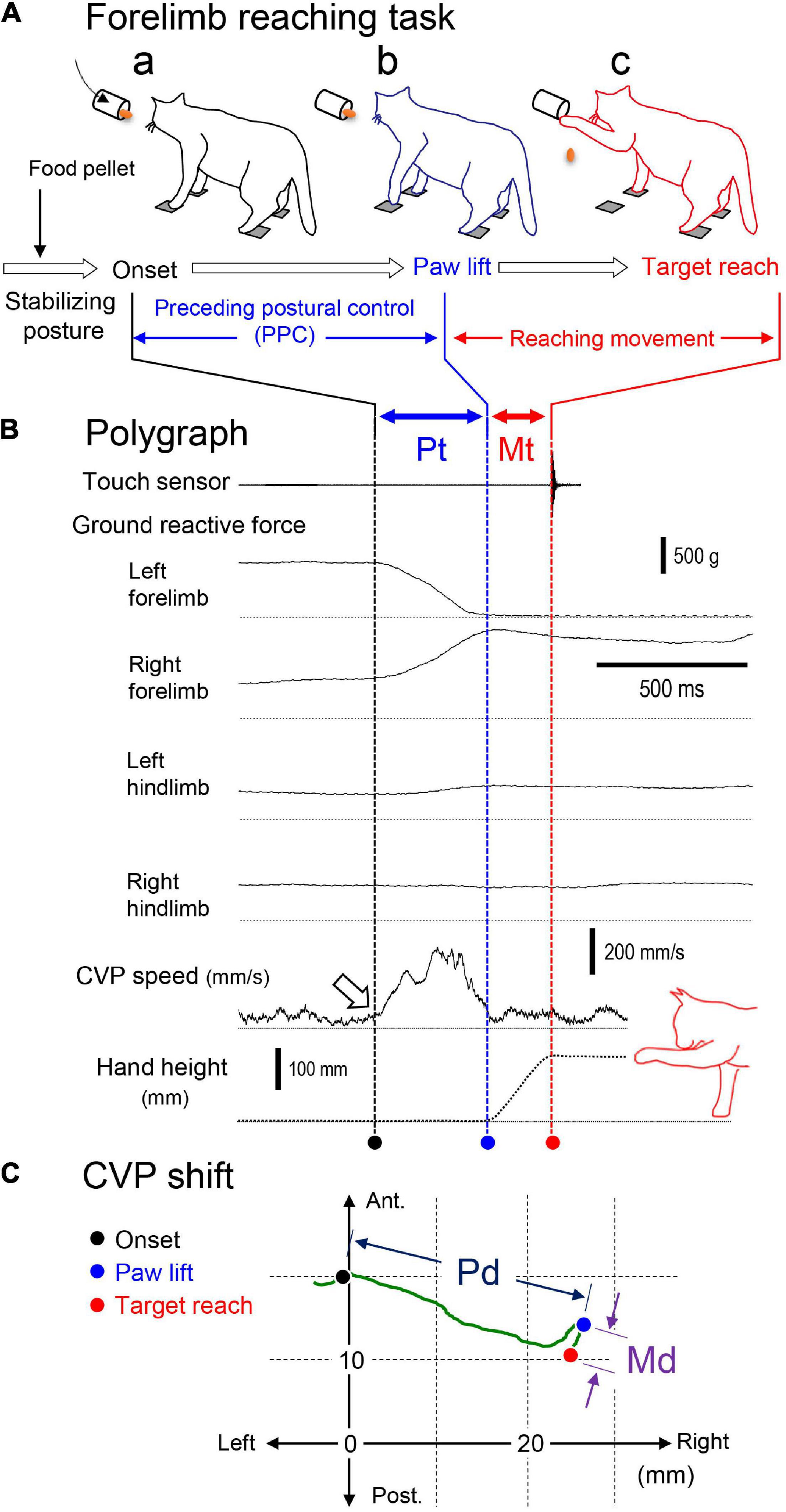 Frontiers | Preceding Postural Control in Forelimb Reaching