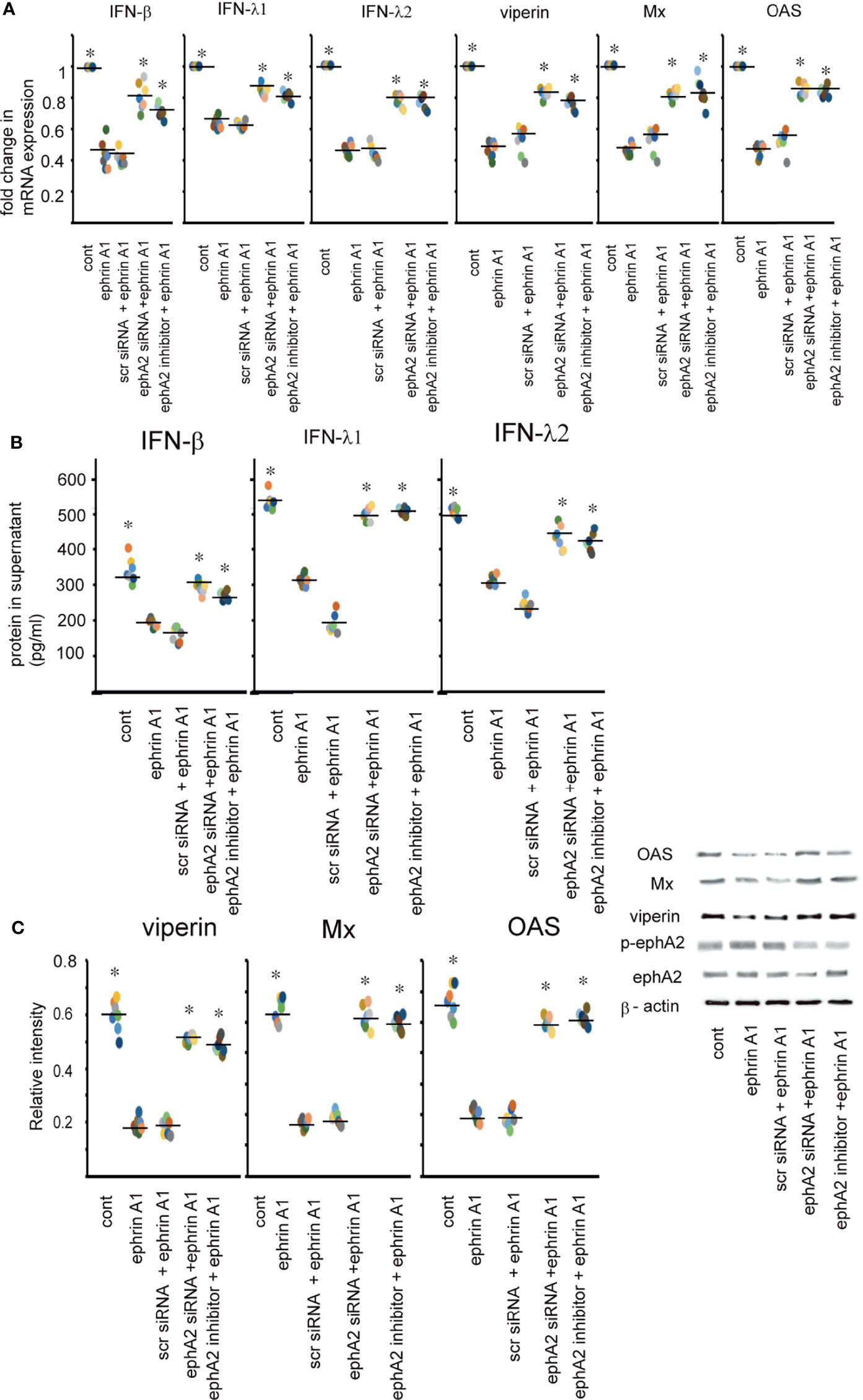 Frontiers | The Expression of ephrinA1/ephA2 Receptor Increases in 