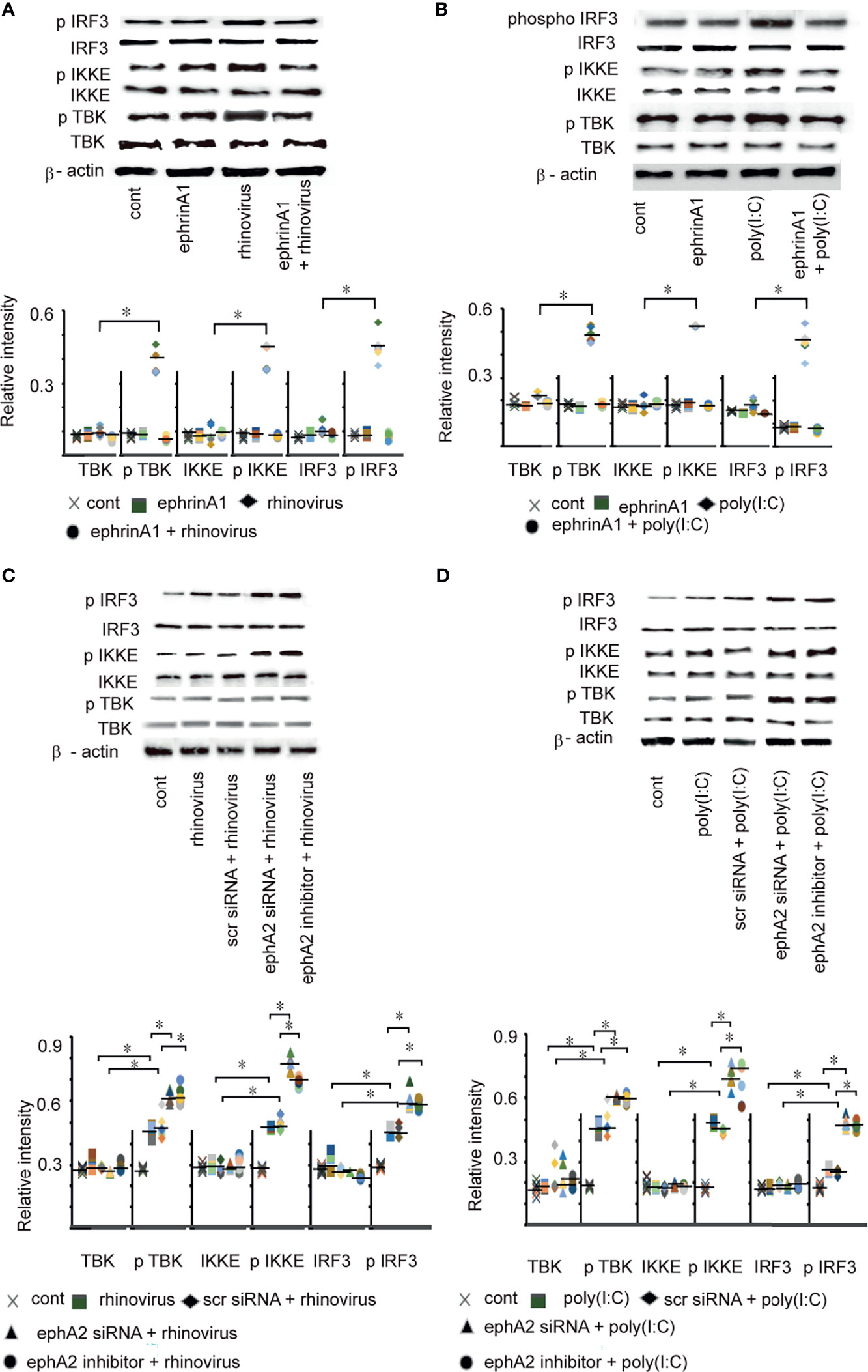 Frontiers | The Expression of ephrinA1/ephA2 Receptor Increases in 