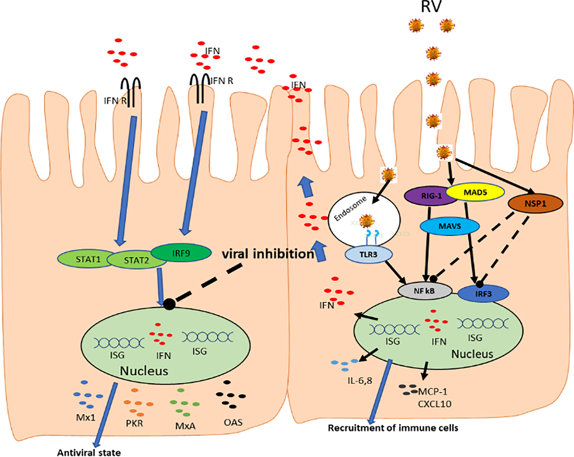Full article: Intestinal mucin-type O-glycans: the major players in the  host-bacteria-rotavirus interactions