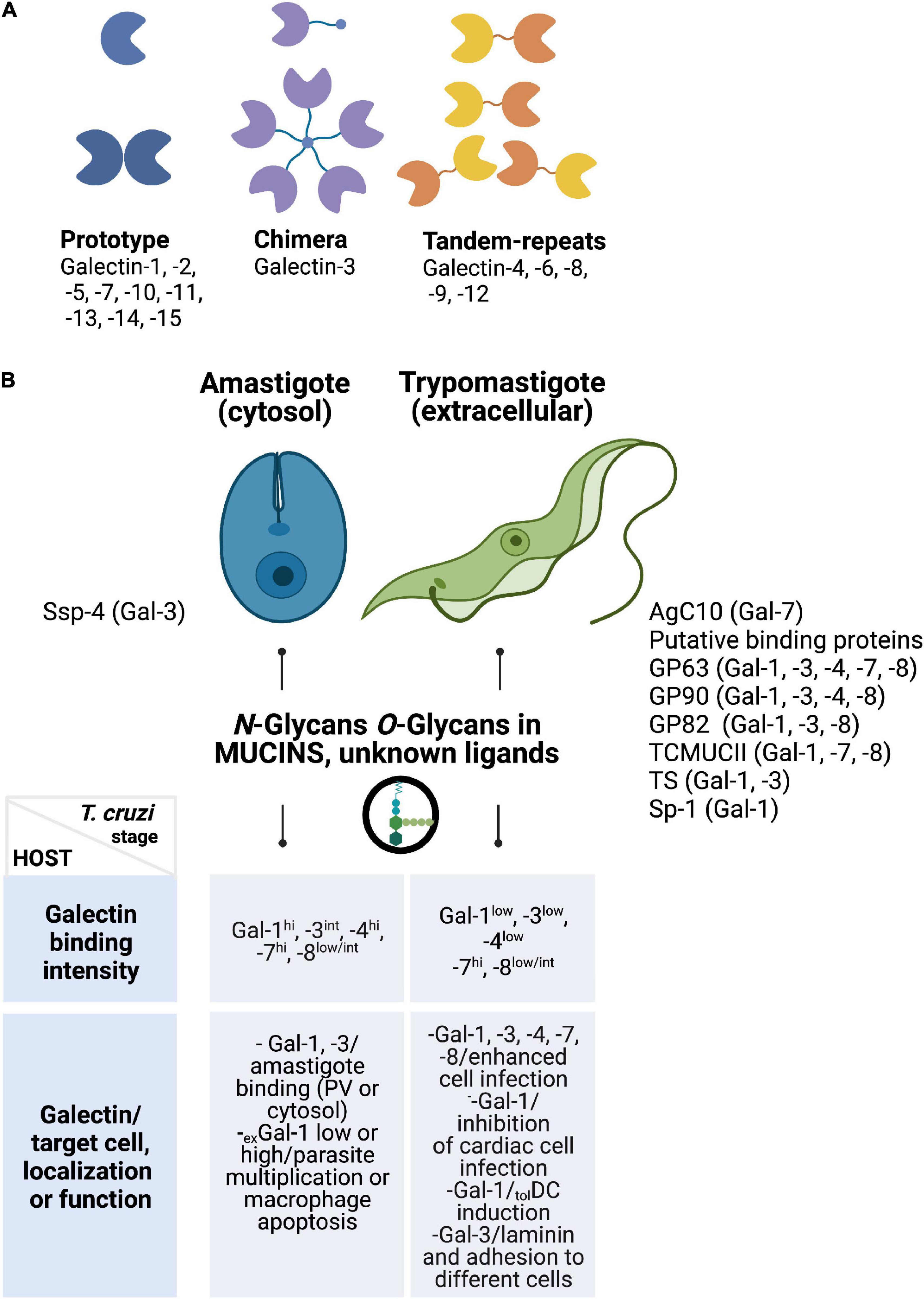 Frontiers  Trypanosoma cruzi Genomic Variability: Array