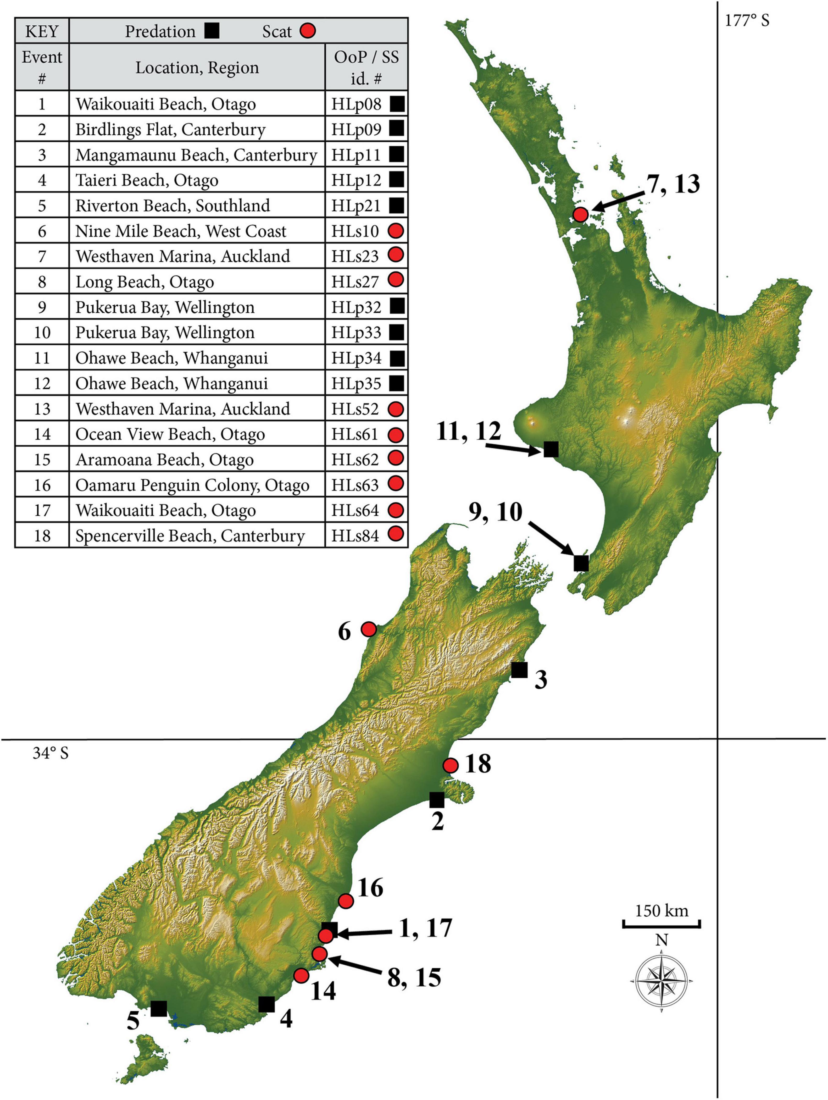 New Zealand Beach Video Sex - Frontiers | Leopard Seals (Hydrurga leptonyx) in New Zealand Waters  Predating on Chondrichthyans