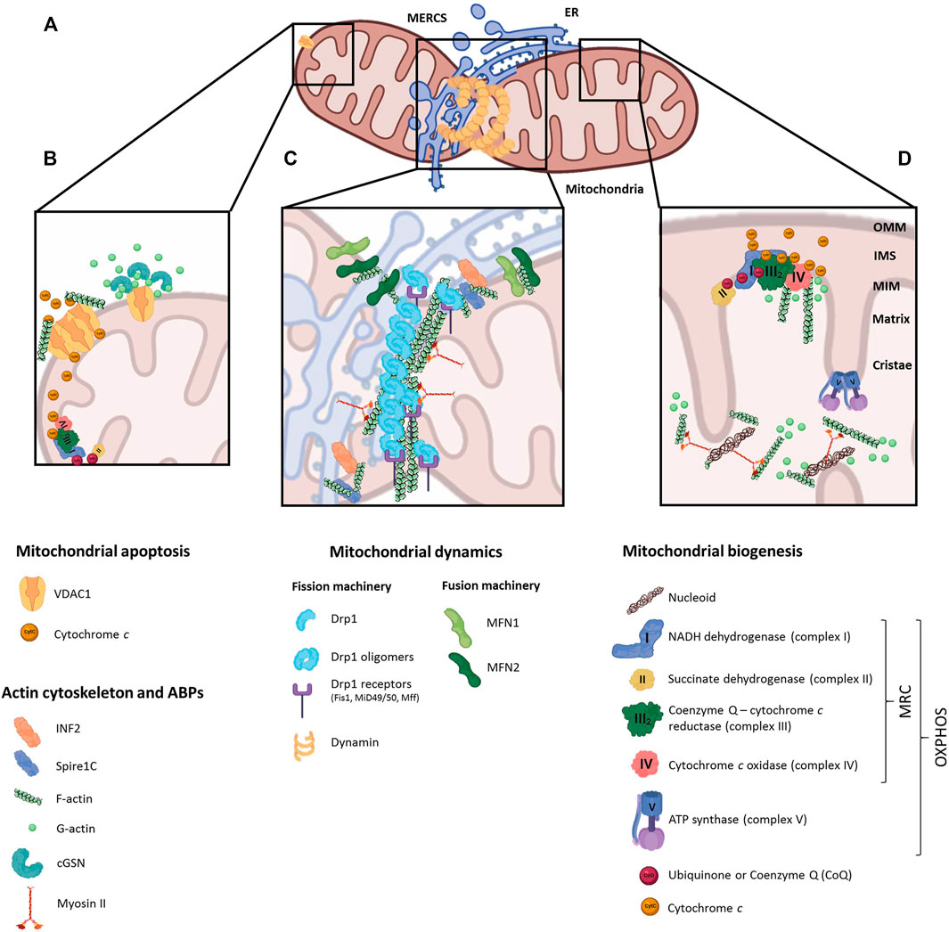Frontiers Regulation Of Mitochondrial Function By The Actin Cytoskeleton