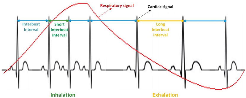 Why Is Slow, Deep Breathing Good For Your Health? · Frontiers For Young 