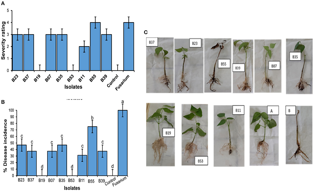 Frontiers  Culturable Bacterial Endophytes Associated With Shrubs